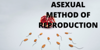 asexual mode of reproduction