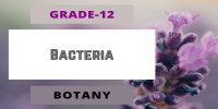 Bacteria Class 12 Botany 