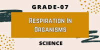 Chapter 11 Respiration in Organisms Class 7 science