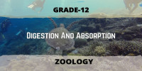 Digestion And Absorption Class 12 Zoology