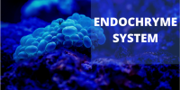 Endochryme System