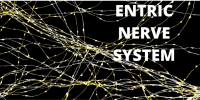 entric nerve system