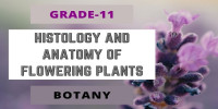HISTOLOGY AND ANATOMY OF FLOWERING PLANTS Class 11 Botany 