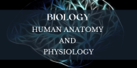 Human Anotomy and Physiology