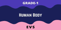 Human Body