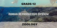 Human Reproductive System Class 12 Zoology 