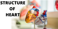 internal structure of heart