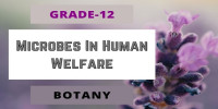 Microbes In Human Welfare Class 12 Botany