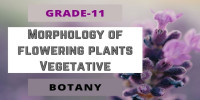 Morphology of flowering plants Vegetative Class 11 Botany