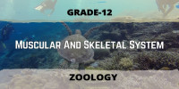 Muscular And Skeletal System Class 12 Zoology 