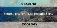 Neural Control And Coordination Class 12 Zoology 