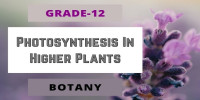 Photosynthesis In Higher Plants Class 12 Botany