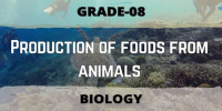 Production of foods from animals Class 8 Biological science