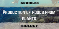 Production of foods from plants class 8 Biological science