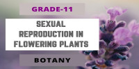 SEXUAL REPRODUCTION IN FLOWERING PLANTS Class 11  Botany 