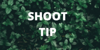 Shoot tip class 10