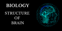 Structure of Brain