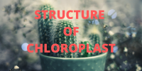 Structure of chloroplast