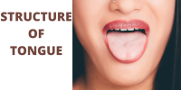 Tongue of human