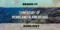 TYPE STUDY OF PERIPLANETA AMERICANA